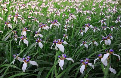 开放世界MMO《浩劫前夕》2022年6月登陆PC Steam 发售日宣传片公开